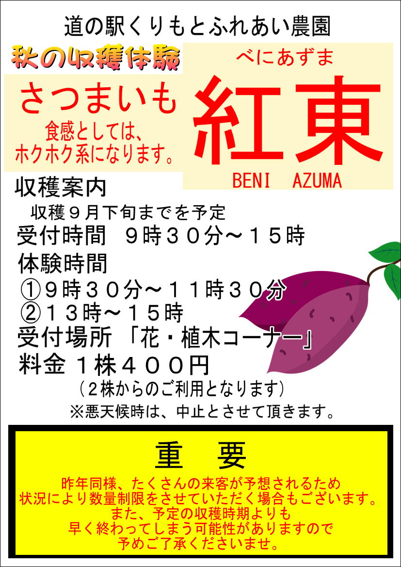 8/16 さつまいも掘り開始！”紅あずま”